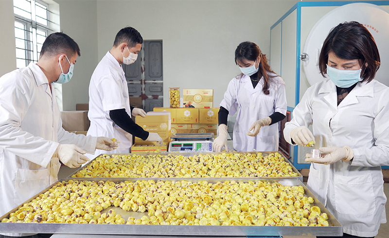 Sản xuất trà hoa vàng tại Công ty TNHH Thương mại Dịch vụ và XNK Quy Hoa