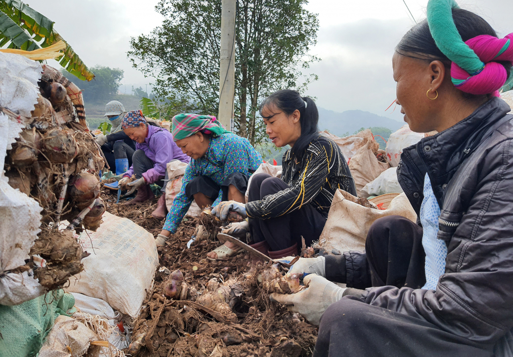 Nông dân Bình Liêu cái thiện đời sống từ canh tác cây dong riềng để làm nguyên liệu sản xuất miến dong.