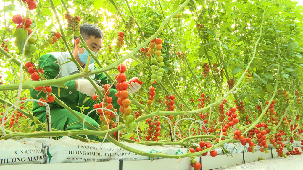 Công nhân Công ty TNHH VinEco thu hoạch sản phẩm nông nghiệp áp dụng quy trình Vietgap tại xã Hồng Thái Tây, TX Đông Triều.