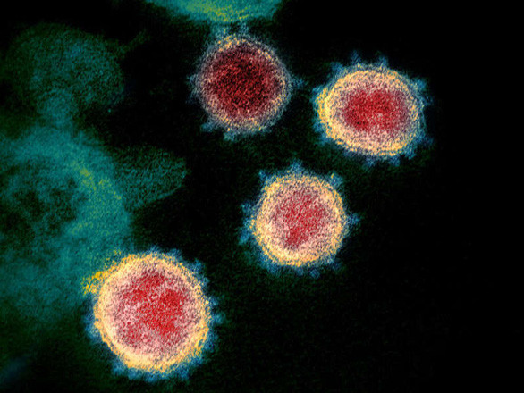 Biến thể virus corona có thể làm giảm hiệu quả vắc xin xuất hiện rồi tuyệt chủng? - Ảnh 1.