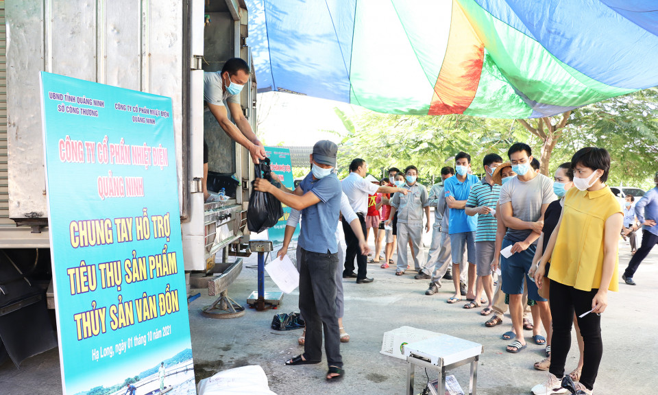 Hỗ trợ tiêu thụ 4,7 tấn cá song Vân Đồn