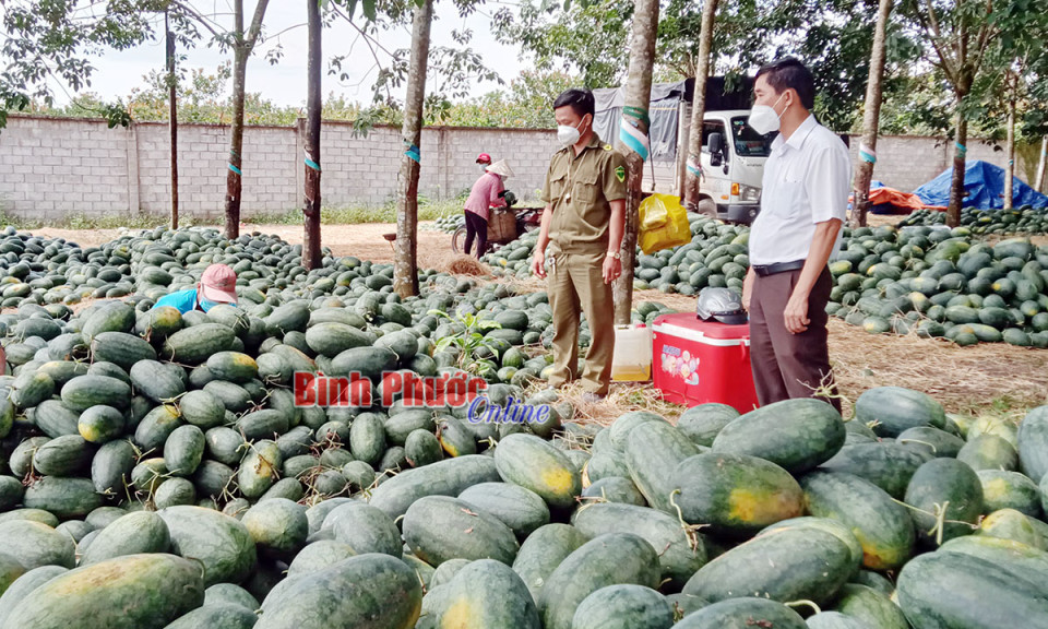 Vị ngọt dưa hấu