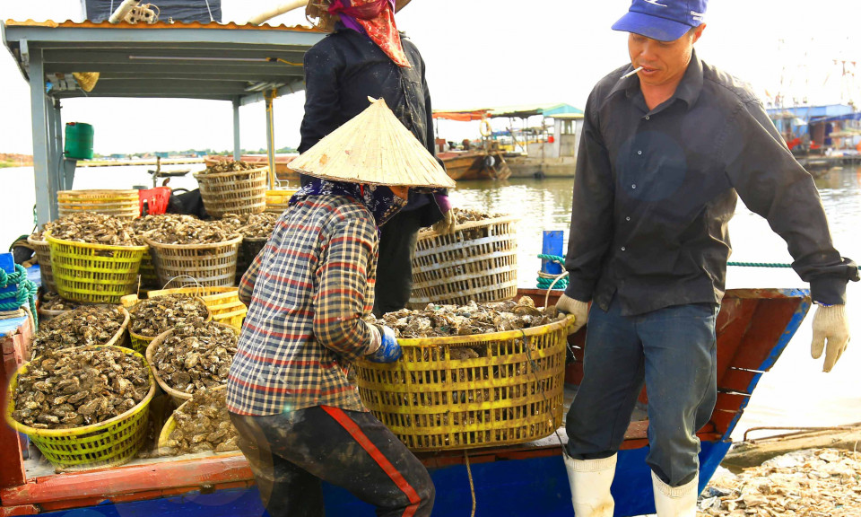 Thu hoạch hàu ở Hoàng Tân