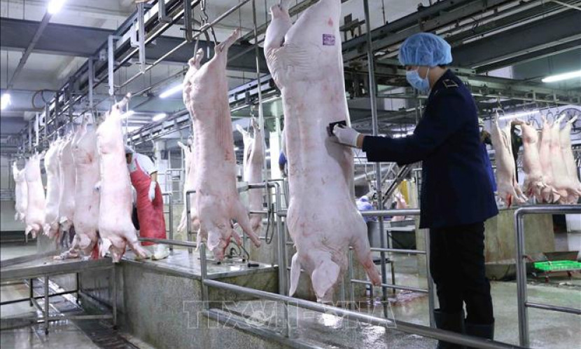 Giá lợn hơi tiếp tục giảm, có nơi dưới 40.000 đồng/kg
