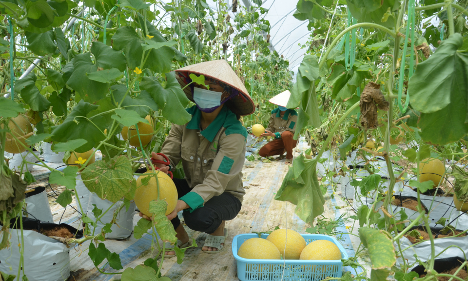 Ứng dụng KHCN vào sản xuất: Doanh nghiệp tiên phong