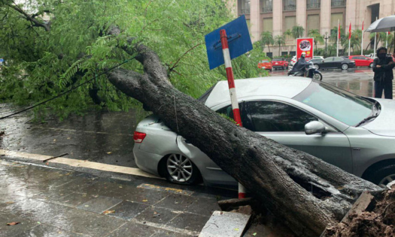 Hà Nội: Cây cổ thụ đổ đè ôtô trên phố