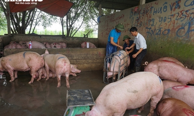 Giá heo hơi lao xuống 30.000 đồng/kg, thịt ở chợ 'cố thủ', nhúc nhích giảm