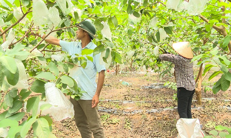 Đào tạo nghề cho LĐNT: Điều chỉnh để thích ứng