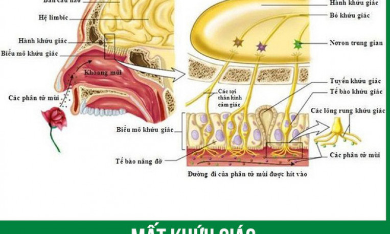 Chứng mất khứu giác, vị giác ở bệnh nhân COVID-19: Tự khỏi hay cần điều trị?