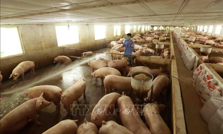 Dự báo giá lợn hơi sẽ tiếp tục tăng