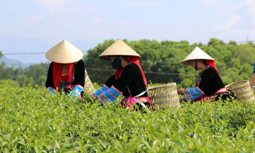 Hải Hà: Nâng cao giá trị nông sản
