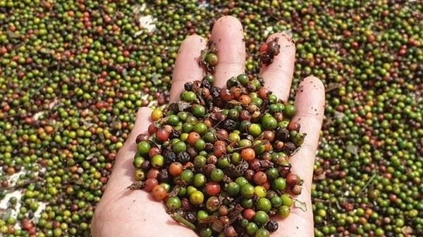 Vietnamese pepper is well-known around the world. (Photo: VNA)