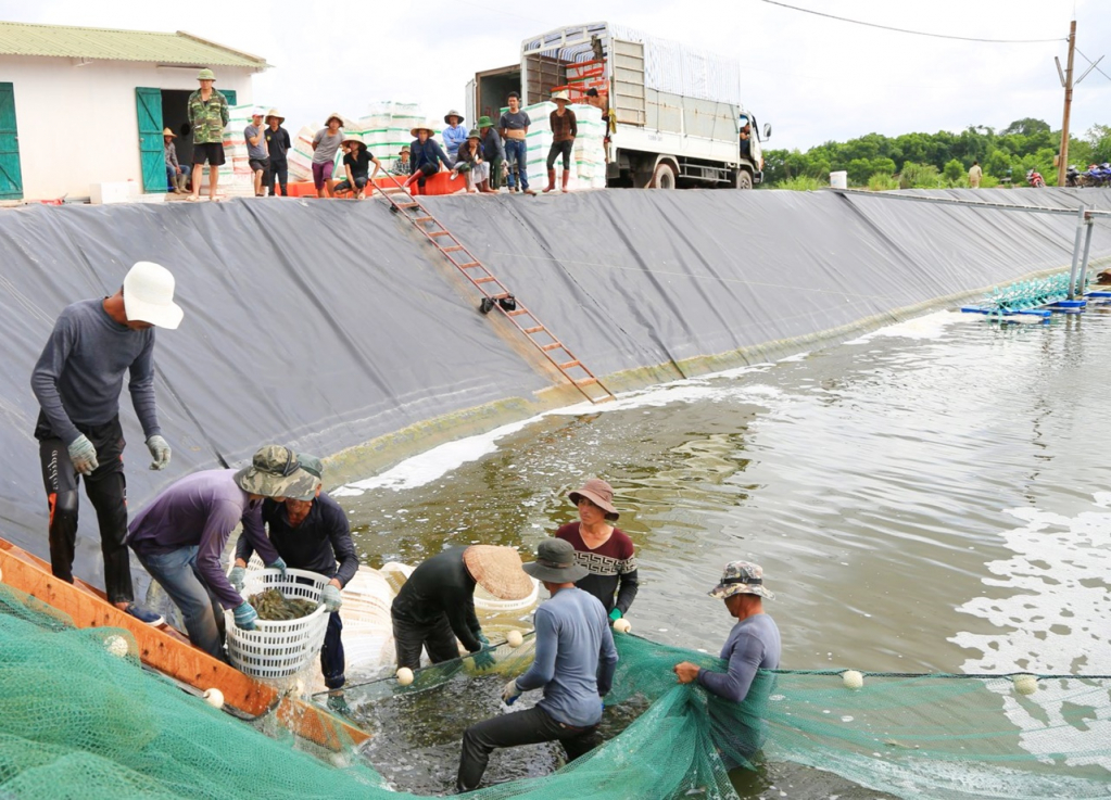 Mô hình nuôi tôm công nghiệp, bán công nghiệp ở xã Hải Lạng (huyện Tiên Yên) tạo việc làm cho nhiều lao động trên địa bàn xã. Ảnh: Thanh Tùng