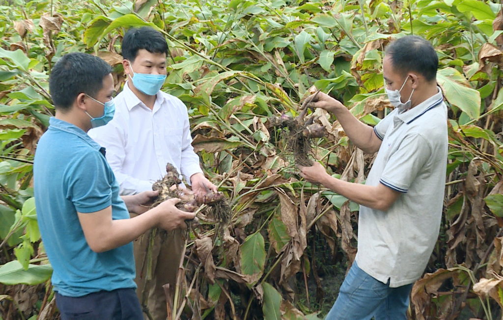 Gia đình anh Hoàng Quang Chung, (người đầu tiên từ phải sang) thôn Bản Ngày 2, xã Vô Ngại (huyện Bình Liêu) đã thoát nghèo nhờ trồng cây dong riềng.
