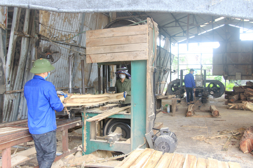 Sản xuất gỗ tại Công ty TNHH MTV Lâm nghiệp Vân Đồn. 
