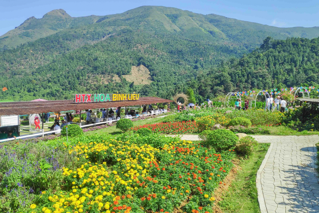 Vườn hoa Cao Sơn của HTX hoa Bình Liêu (xã Hoành Mô) trở thành điểm đến tham quan mới lạ của địa phương.