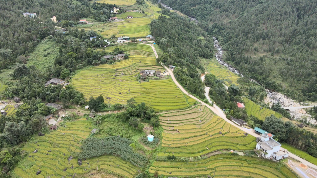 Ripen rice fields in Binh Lieu