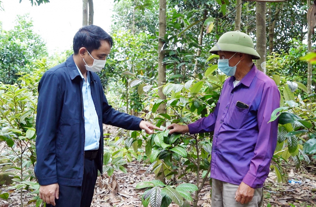 Ông Lưu Minh Thắng, Bí thư Đảng ủy, Chủ tịch UBND xã Đôn Đạc (huyện Ba Chẽ) thăm mô hinh trồng trà hoa vàng dưới tán lim 