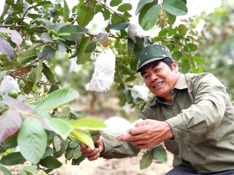 Mô hình trồng ổi tại xã Sơn Dương (TP Hạ Long) đem lại thu nhập cao cho người nông dân.