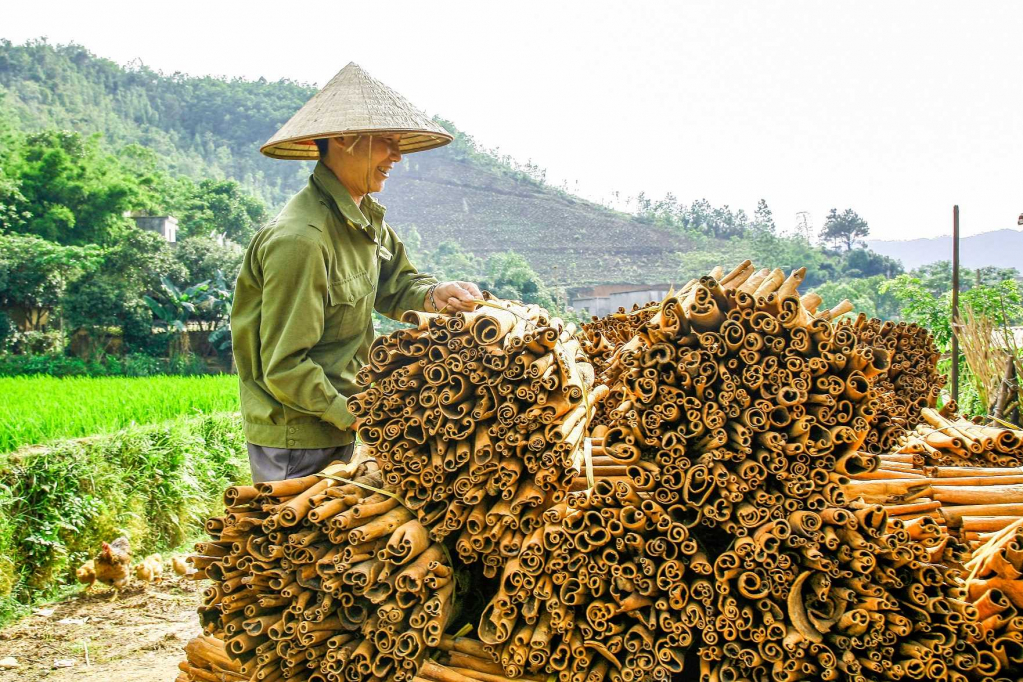 Huc Dong commune residents harvest cinnamon bark.