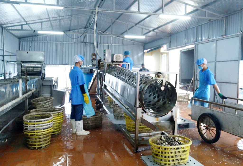 Sản xuất ruốc hàu tại Công ty TNHH Sản xuất và Thương mại Thủy Sản Quảng Ninh - Một trong 40 thành viên Câu lạc bộ khởi nghiệp Vân Đồn.