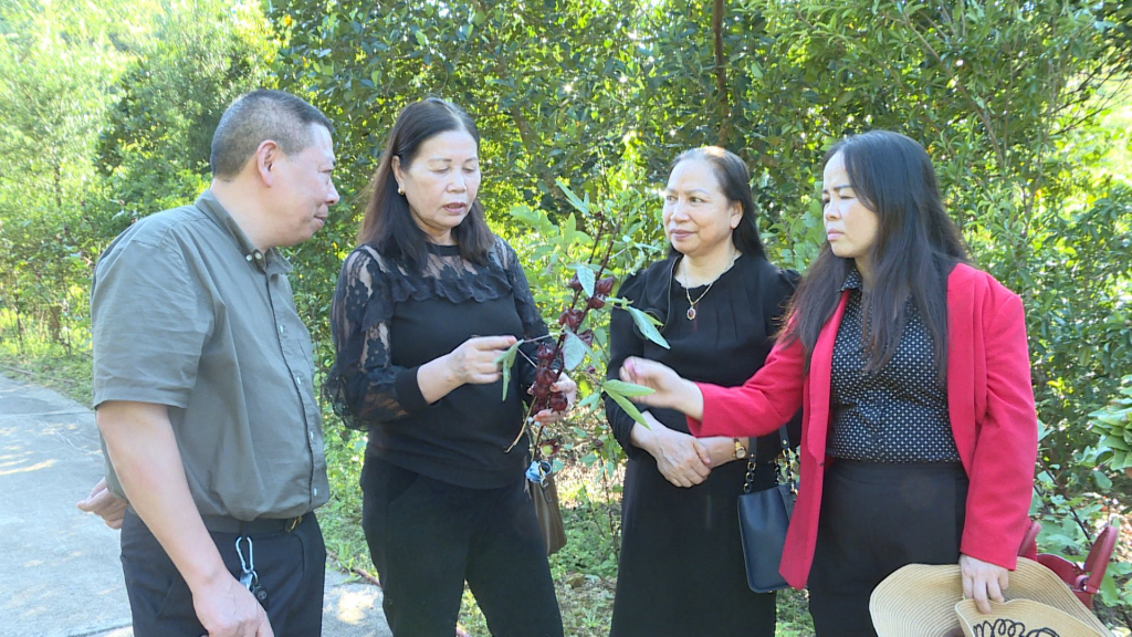Bà Tống Thị Lợi Giám đốc Công ty CP Quốc tế Ngọc Hà (Thứ 2 trái sang) cùng các đối tác liên kết tại khu trông cây dược liệu Atiso đỏ xã Bắc Sơn, TP Móng Cái. 