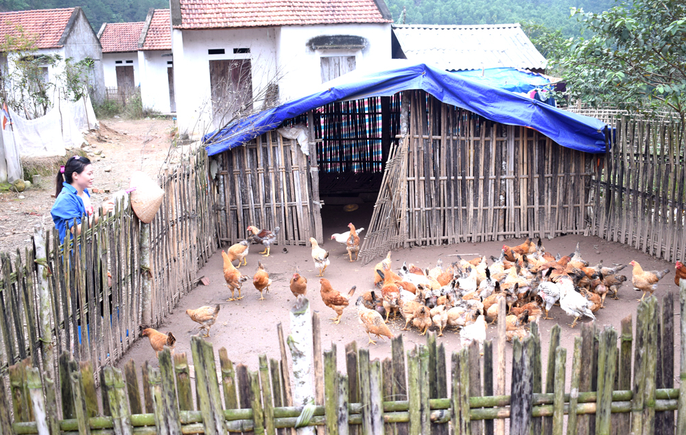 Chị Lý Thị Thủy, khu giãn dân Nà Sau, thôn Nà Nhái, xã Vô Ngại được hỗ trợ 100 con gà từ chương trình 
