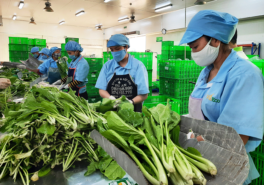 Ngay trong đợt dịch này, Công ty TNHH đầu tư sản xuất phát triển nông nghiệp VinEco vẫn sản xuất, sơ chế, đóng gói và cung ứng ra thị trường sản lượng lớn rau xanh.
