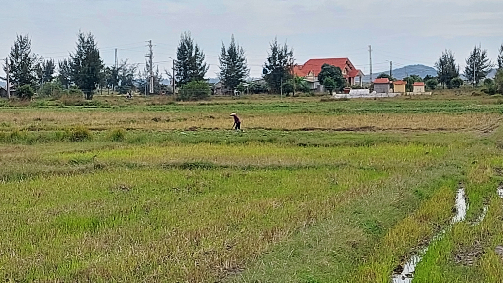 Nhiều vụ, sản xuất nông nghiệp của người dân thôn Trung và thôn Nam, xã Vạn Ninh chỉ trông chờ vào nguồn nước mưa.