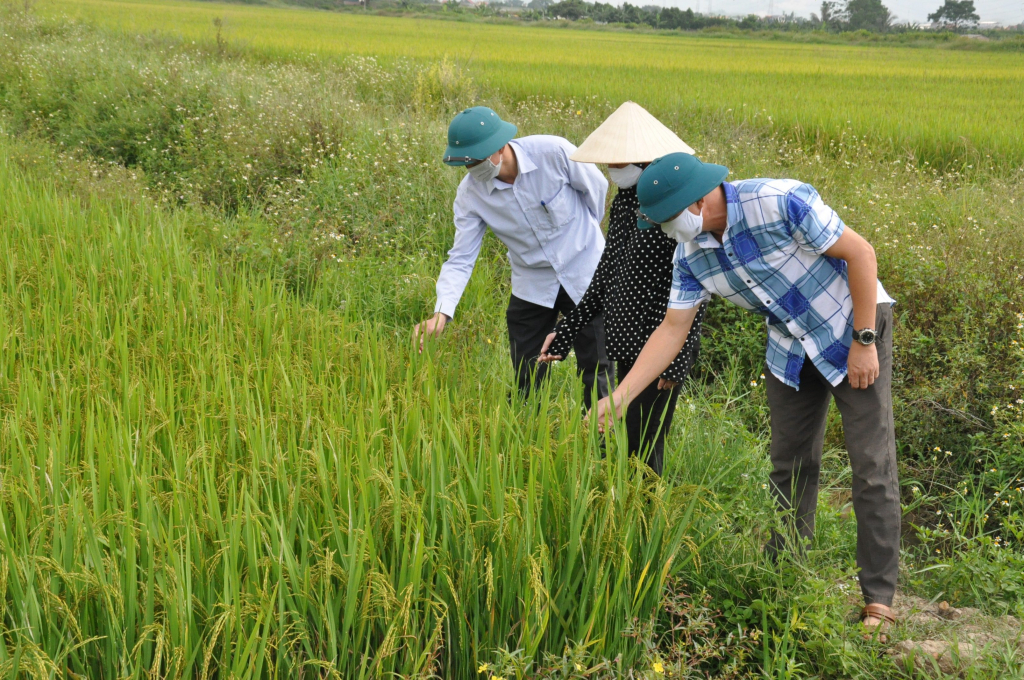 Cán bộ thôn và người dân kiểm tra mô hình lúa chất lượng cao tại thôn Đông Lâm, xã Bình Dương, TX Đông Triều.