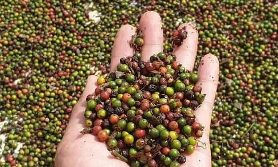 World has positive views on Vietnamese spices