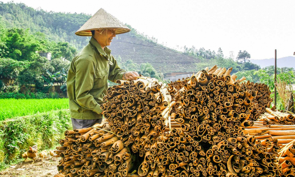 Bình Liêu: Tạo thêm dư địa từ rừng