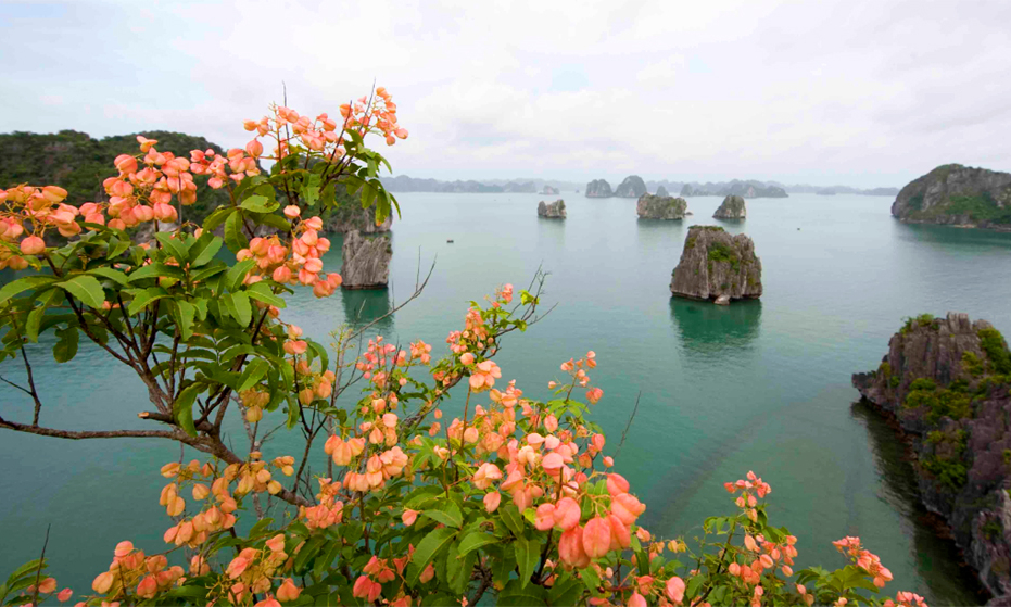 Thực vật đặc hữu trên Vịnh Hạ Long: Bảo tồn, nhân rộng để tạo cảnh quan du lịch