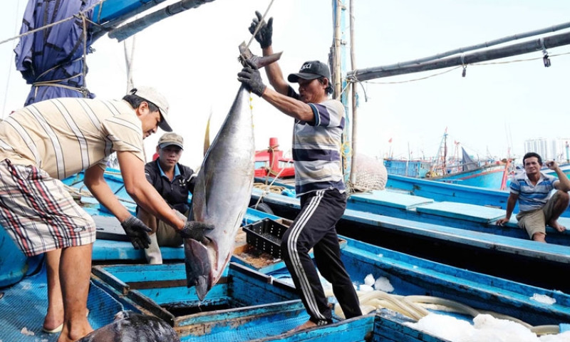 Gỡ "thẻ vàng" IUU: Khắc phục hạn chế trong chuỗi sản xuất
