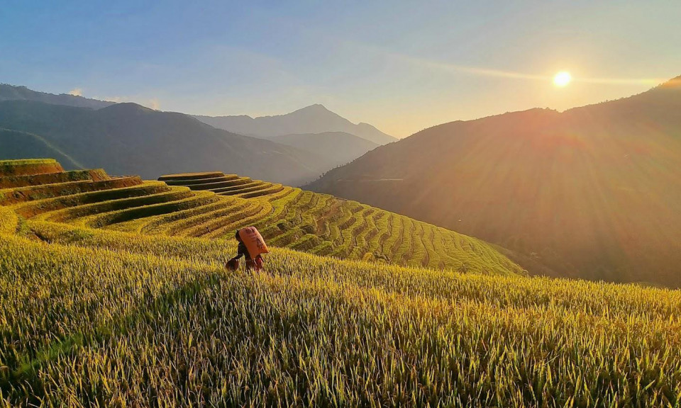 Mê mẩn mùa vàng nơi rẻo cao Mù Cang Chải