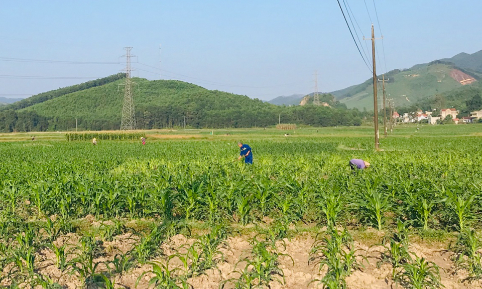 Phát triển cây chủ lực vụ đông