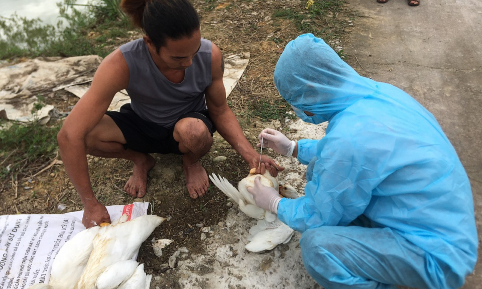 Xuất hiện ổ dịch cúm gia cầm H5N8 tại huyện Hải Hà