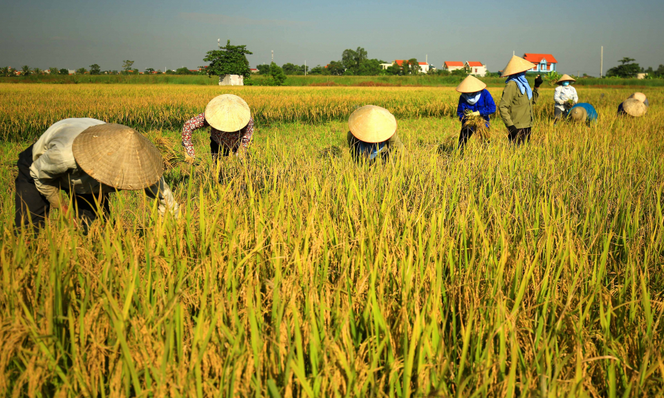 Mùa gặt ở Hà Nam
