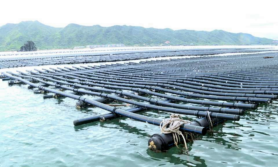 Vân Đồn: Nguy cơ ô nhiễm nguồn nước ở vùng nuôi hàu tập trung