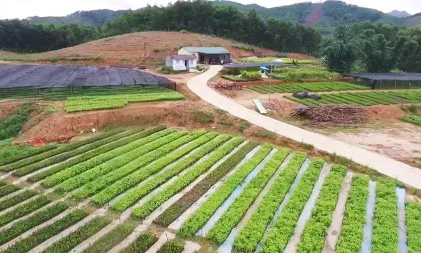 Chủ động nguồn giống cho phát triển lâm nghiệp 