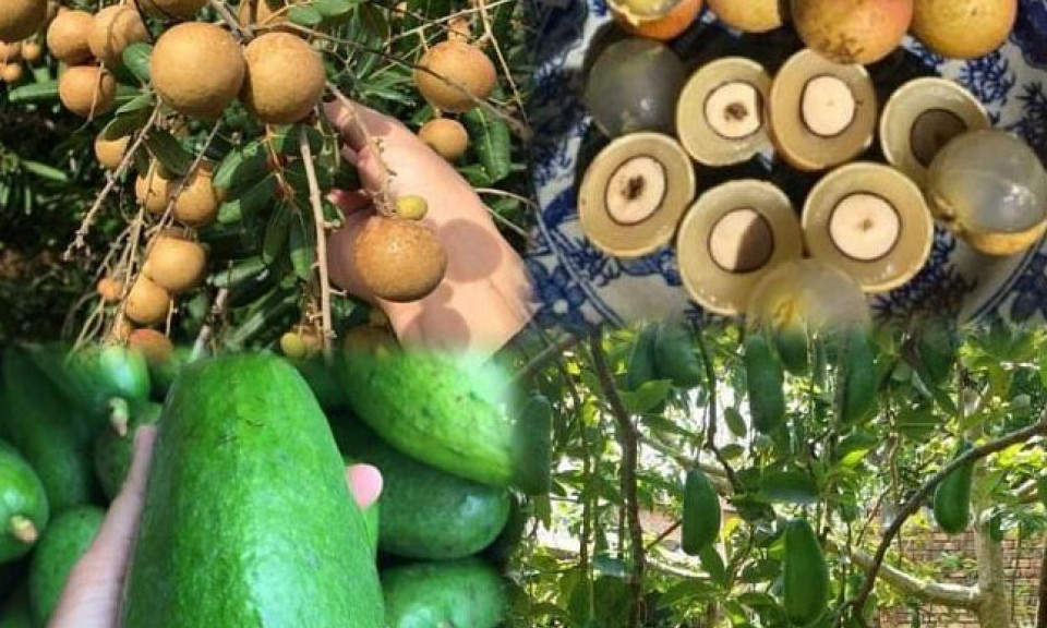 Phát triển thương mại điện tử để tăng kết nối tiêu thụ nông sản