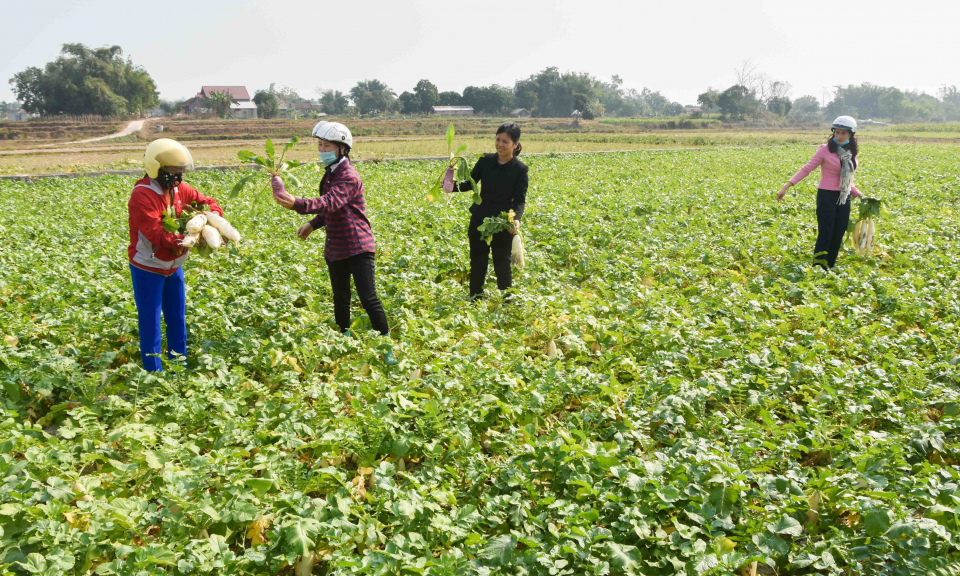 “Tổ liên kết sản xuất và tiêu thụ củ cải” 