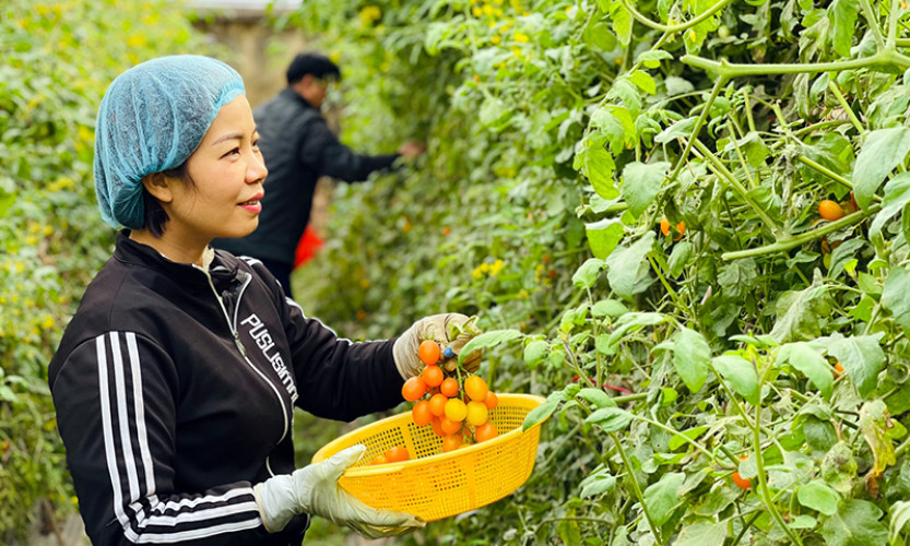 Kết nối tiêu thụ nông sản vụ đông