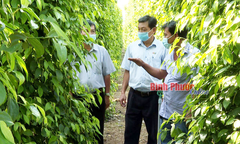 Bình Phước: Vườn tiêu hữu cơ thu bạc tỷ