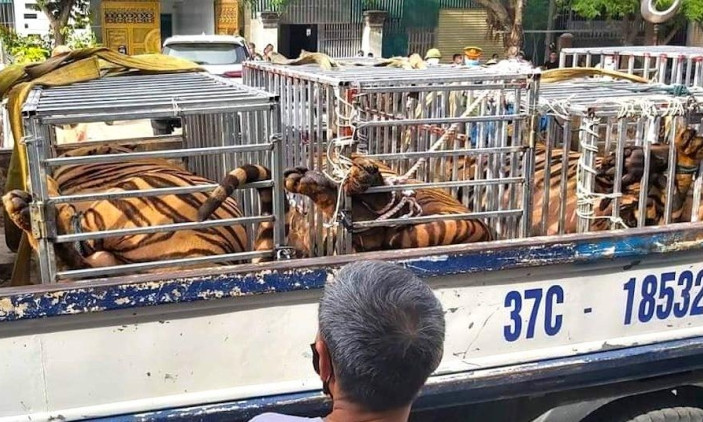 Truy tố người đàn ông đầu tư gần bạc tỷ mua đàn hổ về nuôi trong nhà kho