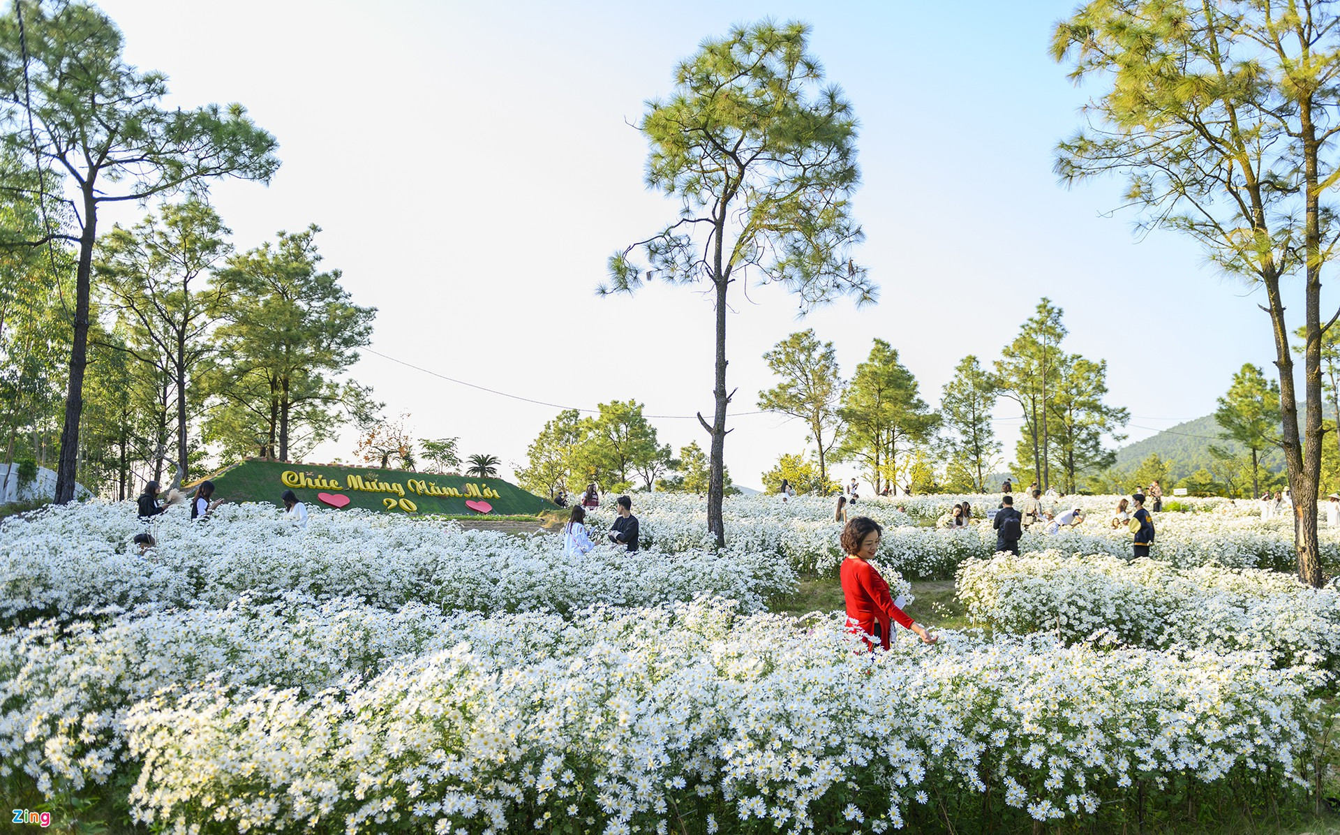 Cuc hoa mi,  Ho Yen Trung,  Uong Bi,  Quang Ninh,  chup anh,  vuon hoa,  rung thong,  Da Lat thu nho anh 8