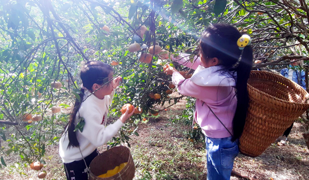 Teenagers feel excited with harvesting oranges.