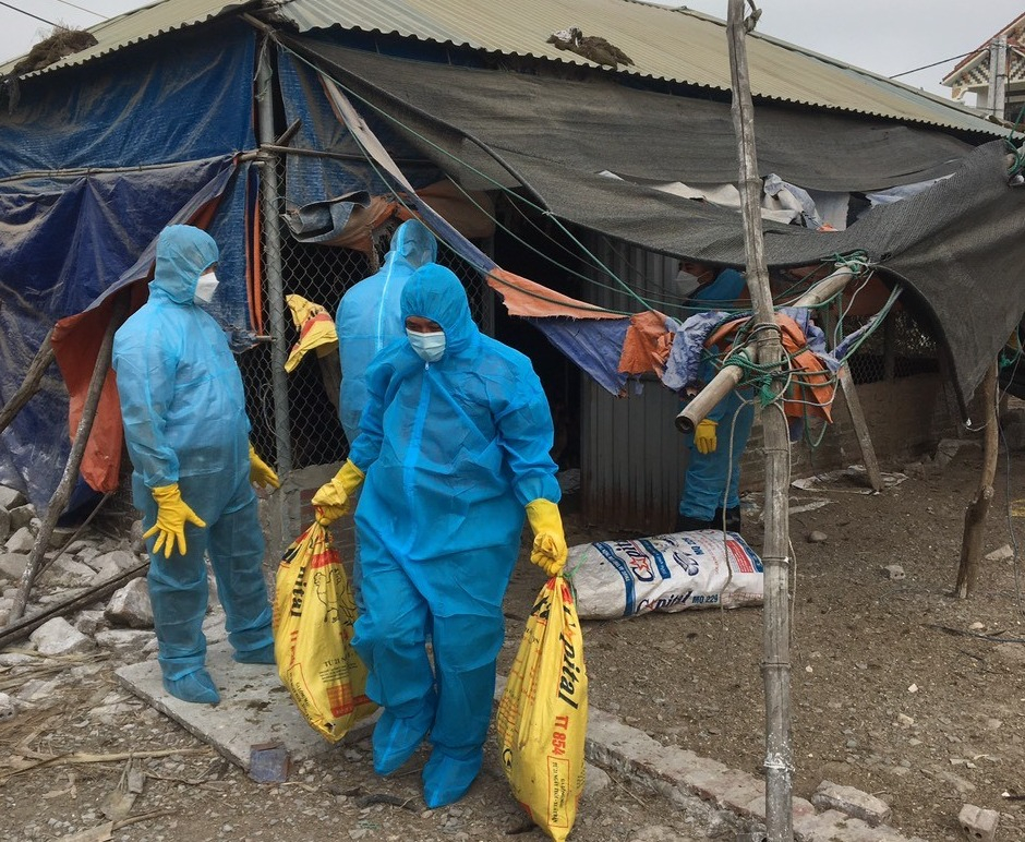 Cơ quan chuyên môn của huyện Hải Hà phối hợp với địa phương và hộ gia đình tiêu hủy toàn bộ 500 con gia cầm nhiễm cúm A/H5N8.
