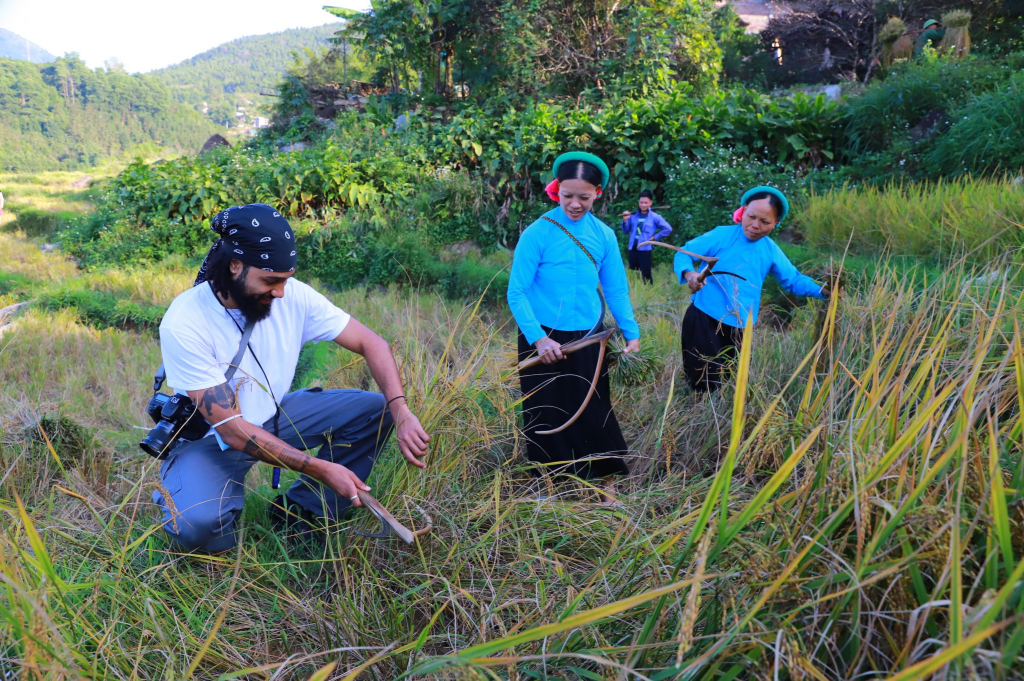 Du khách trải nghiệm gặt lúa cùng bà con dân tộc tại Hội Mùa vàng Bình Liêu năm 2021.