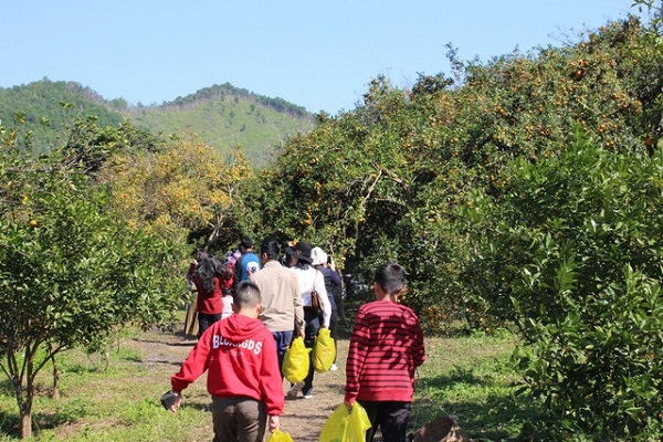 Tourists usually visit the orange groves on weekends. 